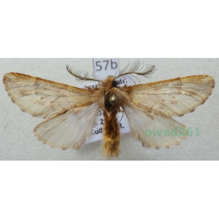 Ptilophora plumigera (Denis & Schiffermüller, 1775) Czech57b